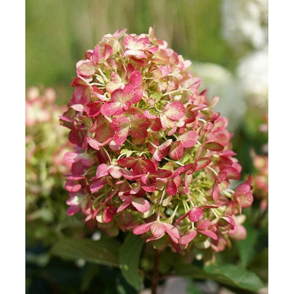 Гортензия Метельчатая Граффити P12