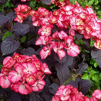 2774 Гортензия Пильчатая Дарби Чоко Блэк Вельвет (Окс, Бигпак Из 5 Раст.) ОКС, 3-6 Br ,шт