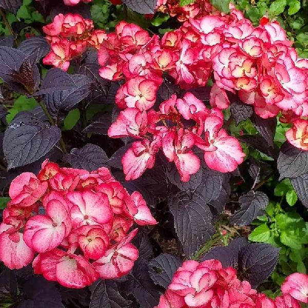 2774 Гортензия Пильчатая Дарби Чоко Блэк Вельвет (Окс, Бигпак Из 5 Раст.) ОКС, 3-6 Br ,шт