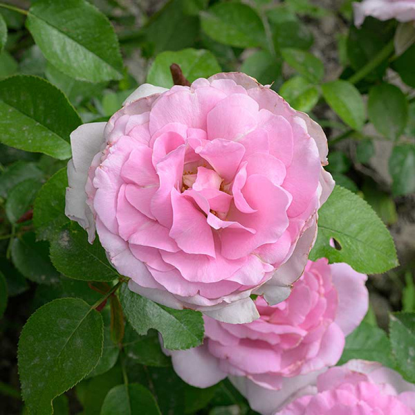 Роза Флорибунда Лав Сонг Садовита