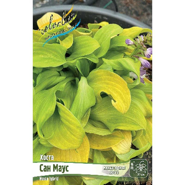 Хоста Сан Маус 1 n 25 шт Биг-Пак 9743