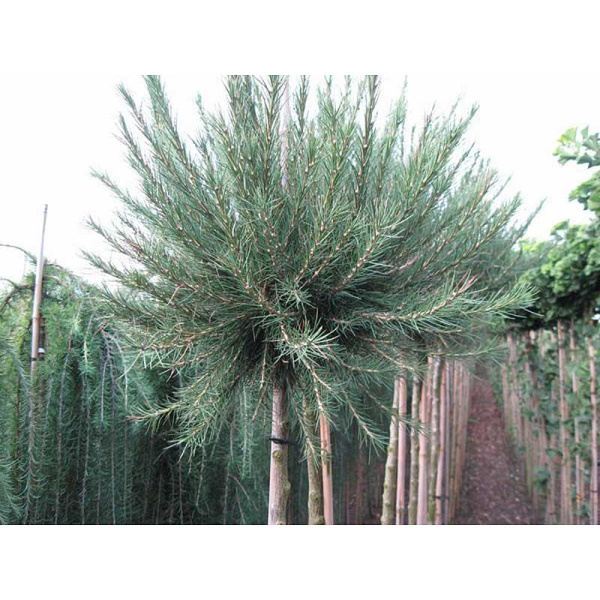 Лиственница Европейская Корник BR 120cm stem