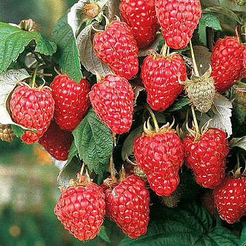 Малина Хэритейдж ремонтантная Садовита