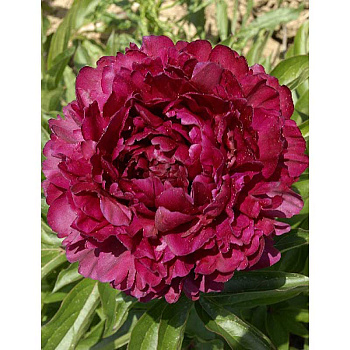 13237 Биг-Пак Пион Филипп Ривуар 2/3 n 15 шт 