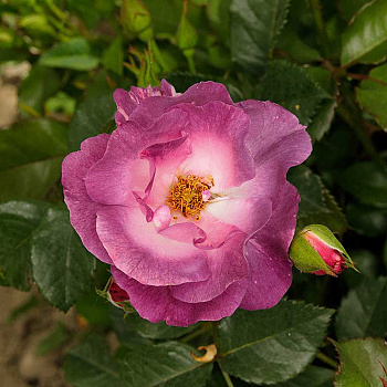 Роза флорибунда Блю Фор Ю Садовита