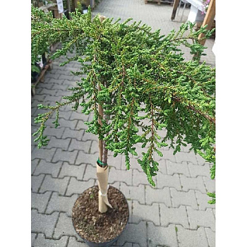 15813 Можжевельник Обыкновенный Зиал C5 штамб 75cm ,шт