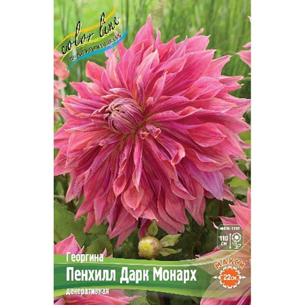 8924 Шоу-бокс Георгина Пенхилл Дарк Монарх I 15 шт