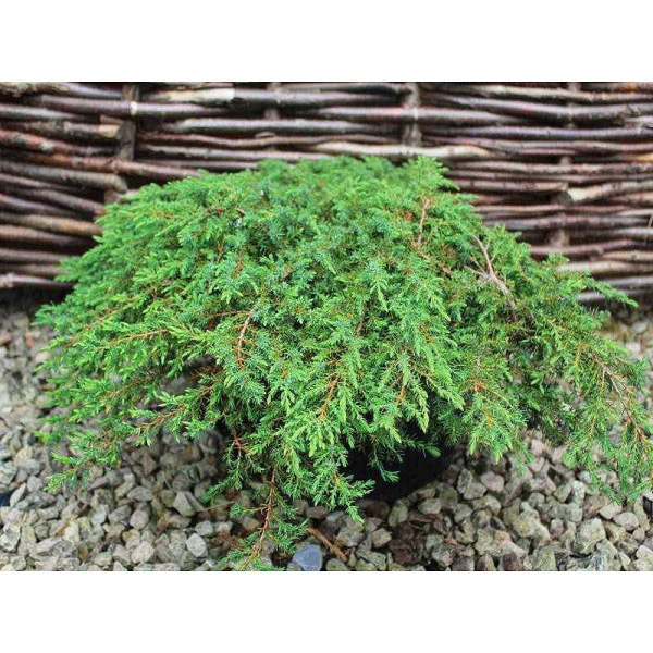 Можжевельник Обыкновенный Грин Карпет P9