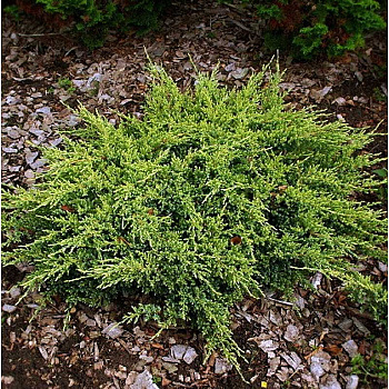 Можжевельник Чешуйчатый Дрим Джой P9 15-20