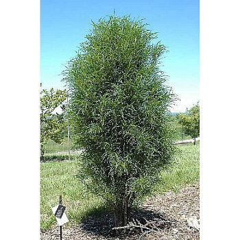 Крушина Ольховидная Фастигата (Рон Уильямс) P9 шт