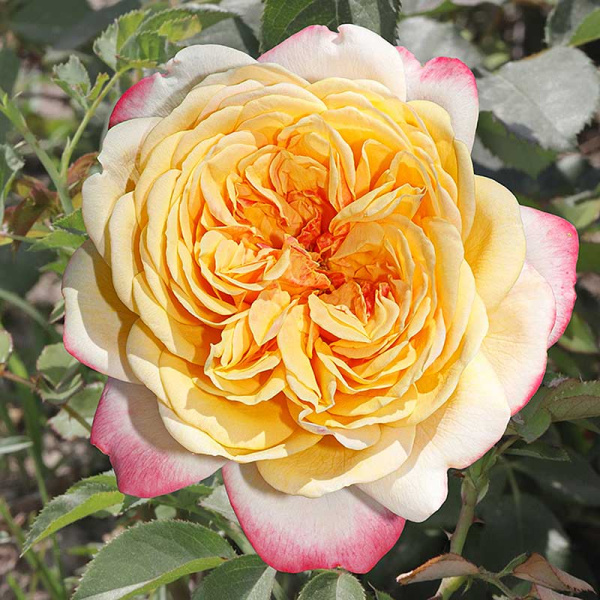 Роза чайно-гибридная Кордес Юбилей Садовита