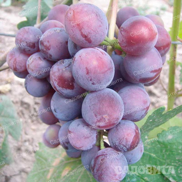 Виноград Мускат красный очень ранний Садовита