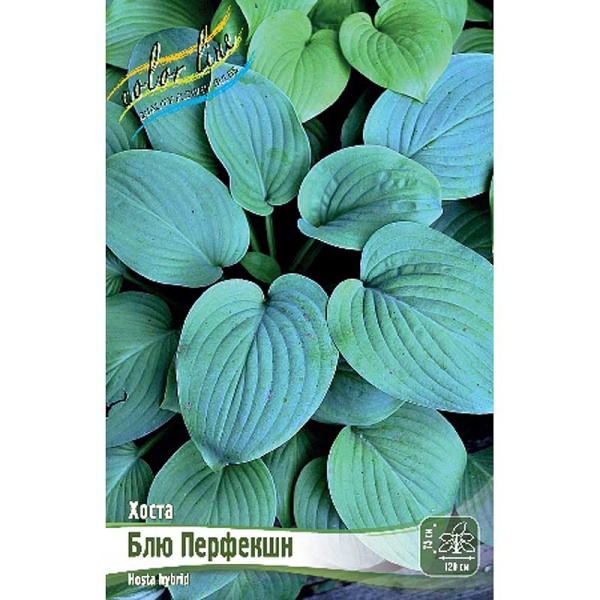 Хоста Блю Перфекшн 1 n 1 шт