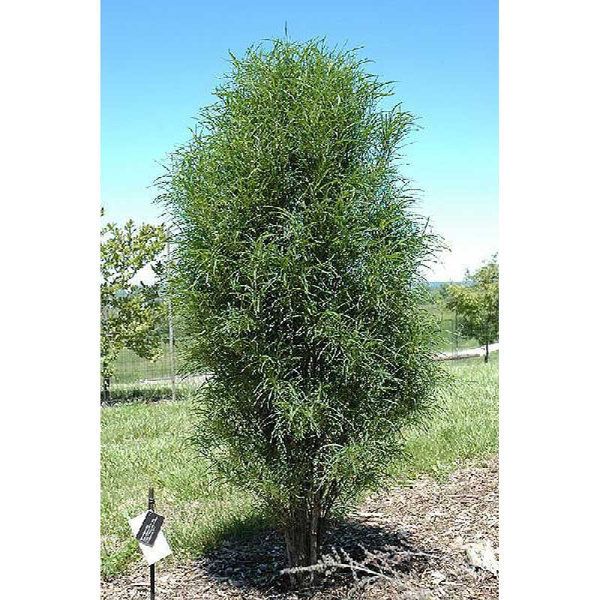 Крушина Ольховидная Фастигата (Рон Уильямс) P9 шт