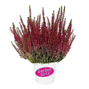 16754 Вереск Обыкновенный Афина P12 конт. шт