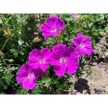 Гераниум Фриволиус Пурпл I 1 шт 