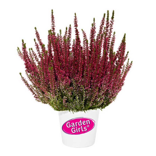 16754 Вереск Обыкновенный Афина P12 конт. шт