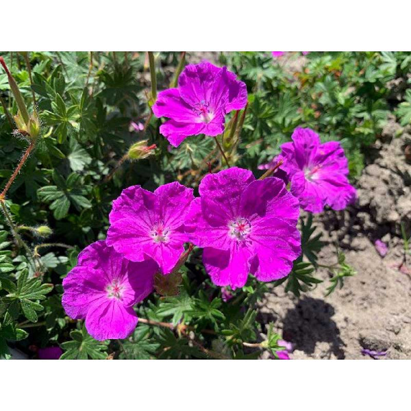 Гераниум Фриволиус Пурпл I 1 шт 