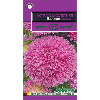 Астра Баллон розовый Гавриш Ц 