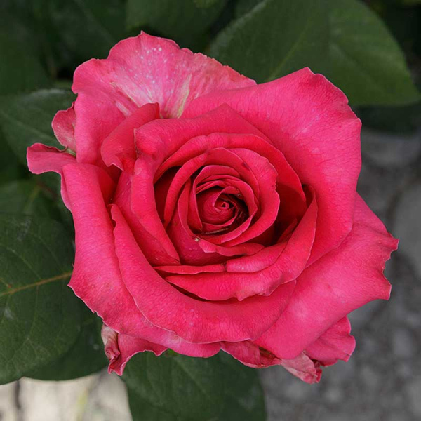 Роза чайно-гибридная Равель Садовита