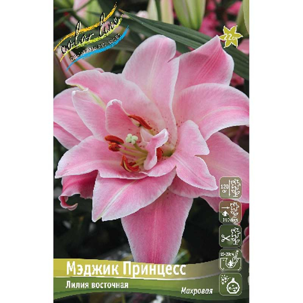 Лилия Мэджик Принцесс 16/18 25 шт Биг-Пак 10597