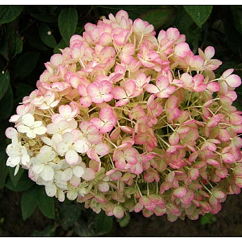 Гортензия Метельчатая Бобо P9