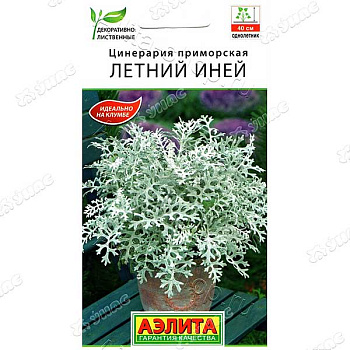 Цинерария Летний иней Аэлита Ц 