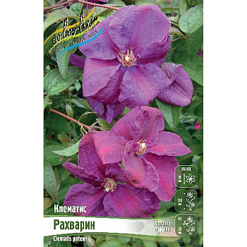 Клематис Рахварин I 2 шт