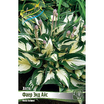 7911 Биг-Пак Хоста Файер Энд Айс 1 n 25 шт 