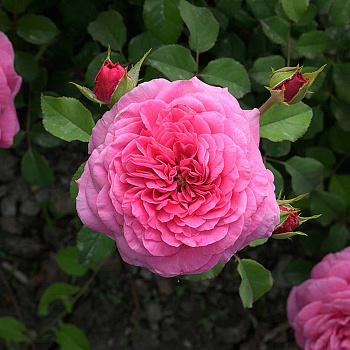 Роза Шраб Абдиэль Садовита