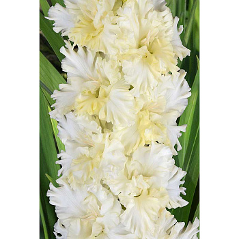 Гладиолус Фигурное Катание 8/10 5 шт, Садовита 