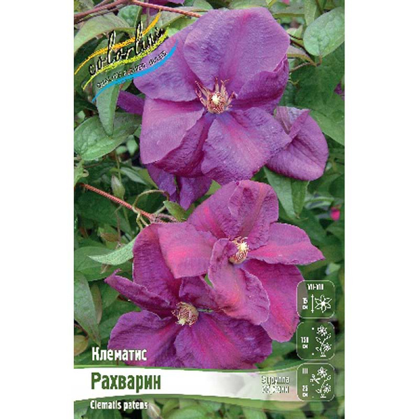 Клематис Рахварин I 2 шт