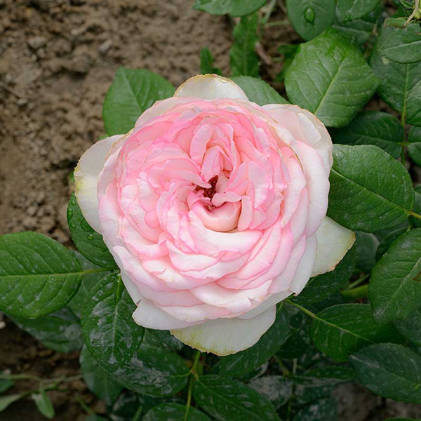 Роза чайно-гибридная Бидермейер гарден Садовита