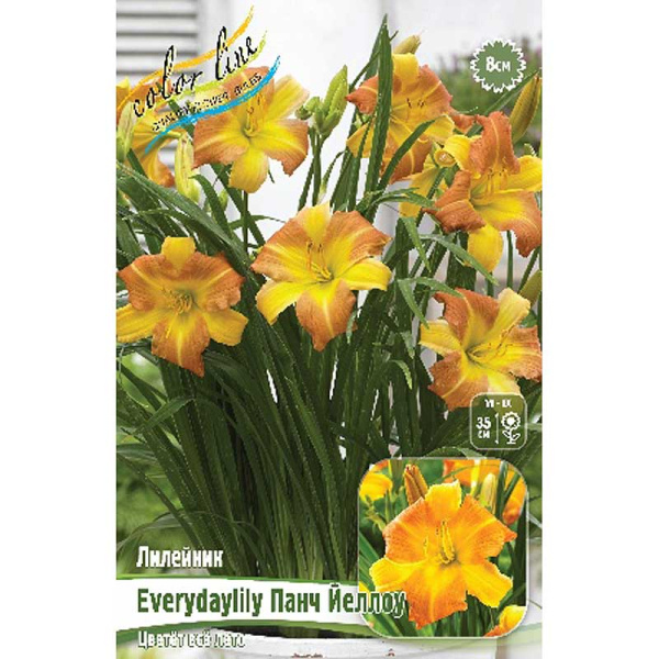 Лилейник Everydaylily Панч Йеллоу I 25 шт Биг-пак 3743