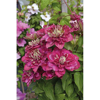 Клематис Хот Киссес I 1 шт 