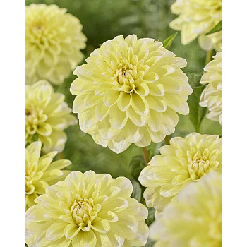 Георгина Йеллоу Перспепшн I 1 шт