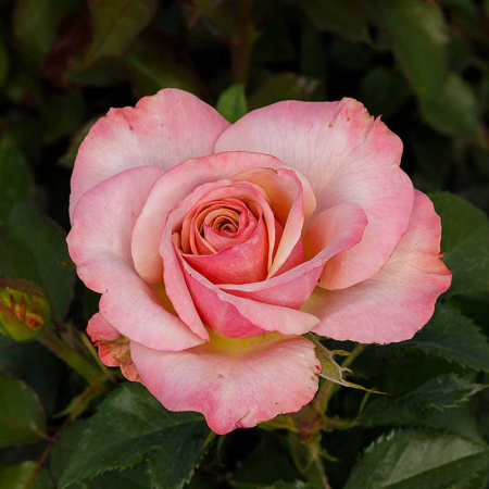 Роза флорибунда Коко Локо Садовита