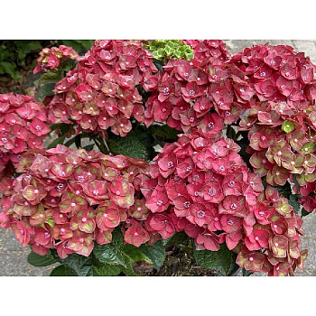 5430 Гортензия Крупнолистовая Ребелион Чоко Лов P12 ,шт