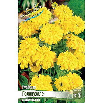 Рудбекия Голдкуэлле I 1 шт