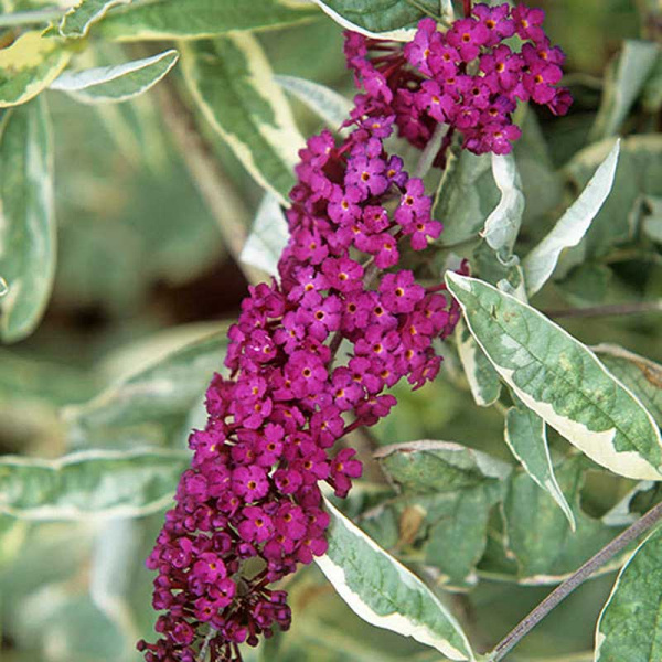 Буддлея Давида Арлекин P9 шт Садовита