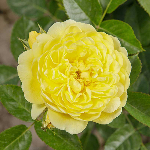 Роза флорибунда Анни Дюпрей Садовита