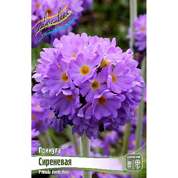 Примула Дентикулята Сиреневый I 25 шт Биг-Пак 8581