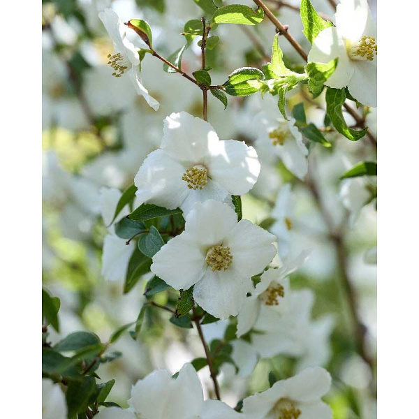 Чубушник Петит Парфюм Уайт P9 шт