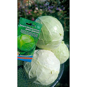 Капуста Диво дивное Марс Ц