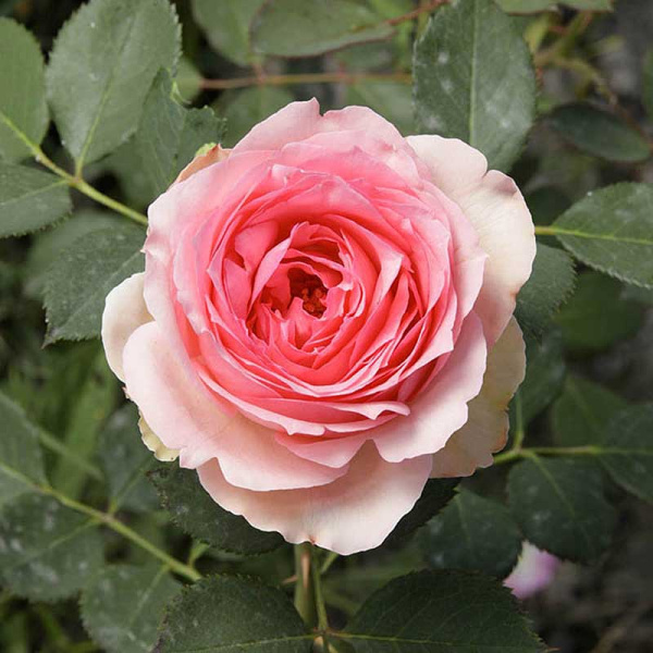 Роза шраб Ферст леди (английская) Садовита