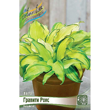 Хоста Гравити Рокс 1 n 15 шт Биг-пак 12088