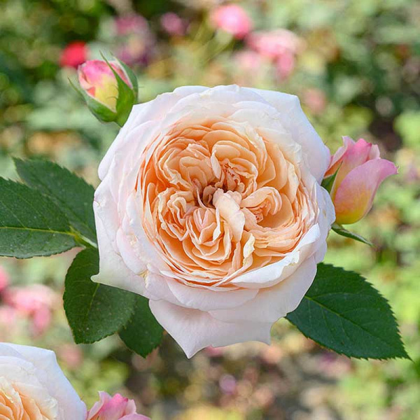 Роза шраб Шарль де Нерво Садовита