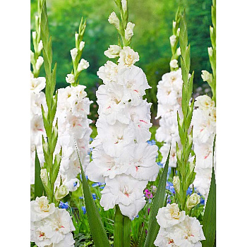 Гладиолус Декадент 10/12 5 Эконом шт 