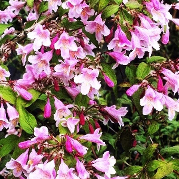 Кольквиция Приятная Пинк Клауд P9