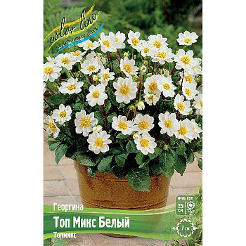 Георгина Топ Микс Белый I 1 шт